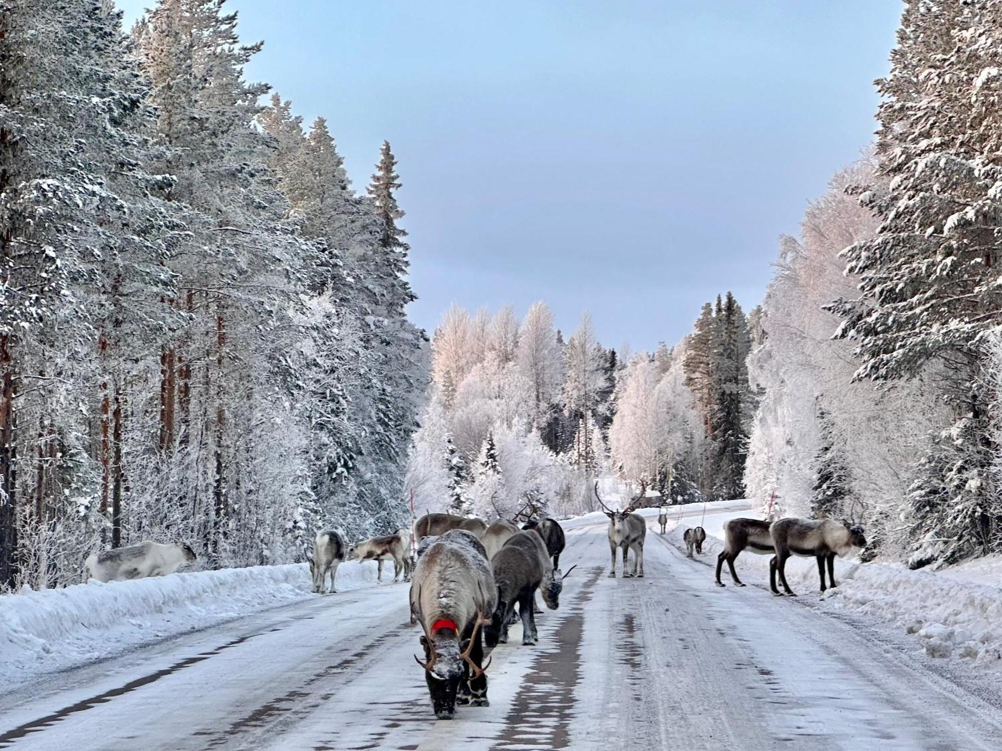 Vildmarksgard Lillviken Strömsund المظهر الخارجي الصورة