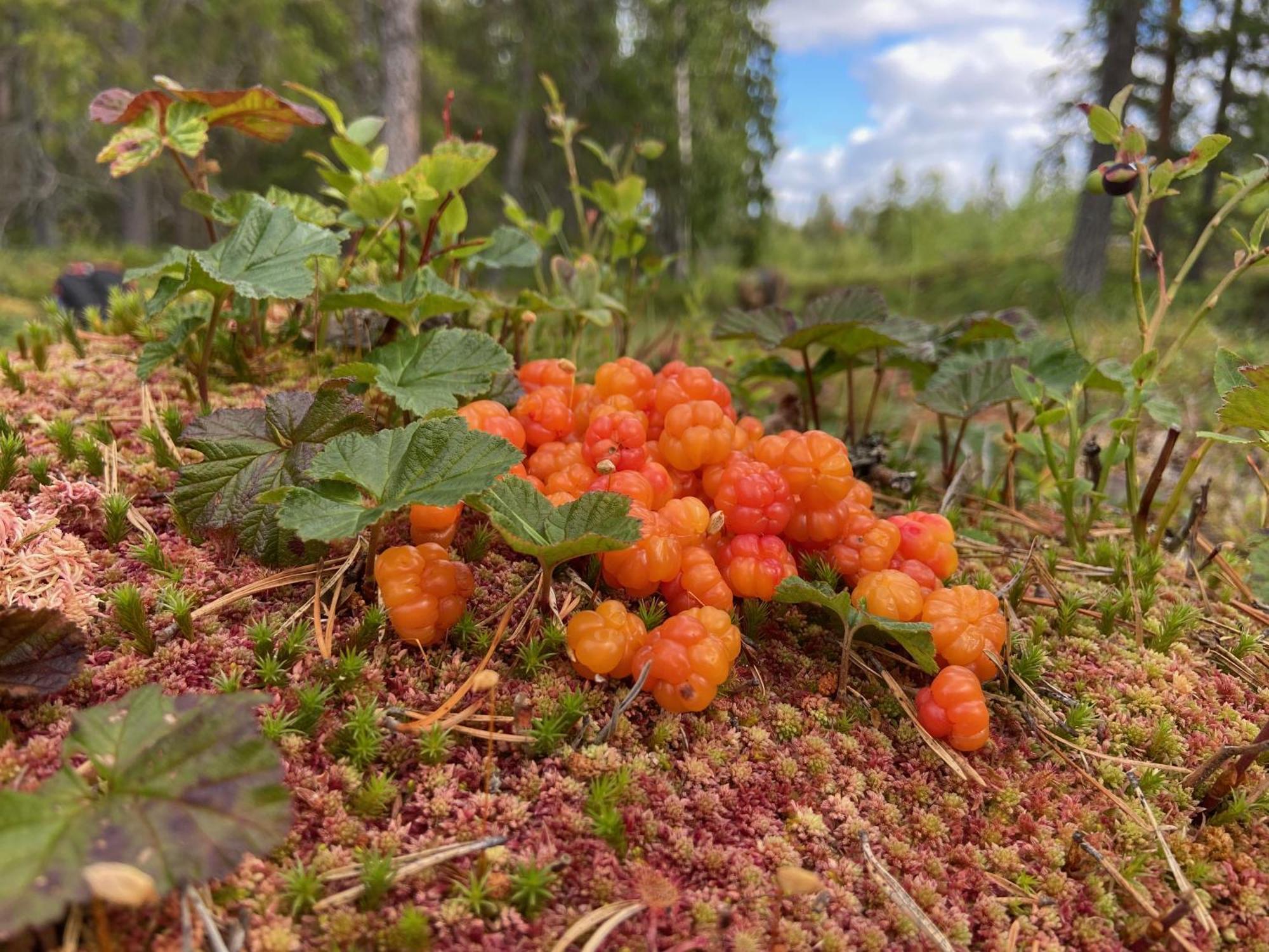 Vildmarksgard Lillviken Strömsund المظهر الخارجي الصورة