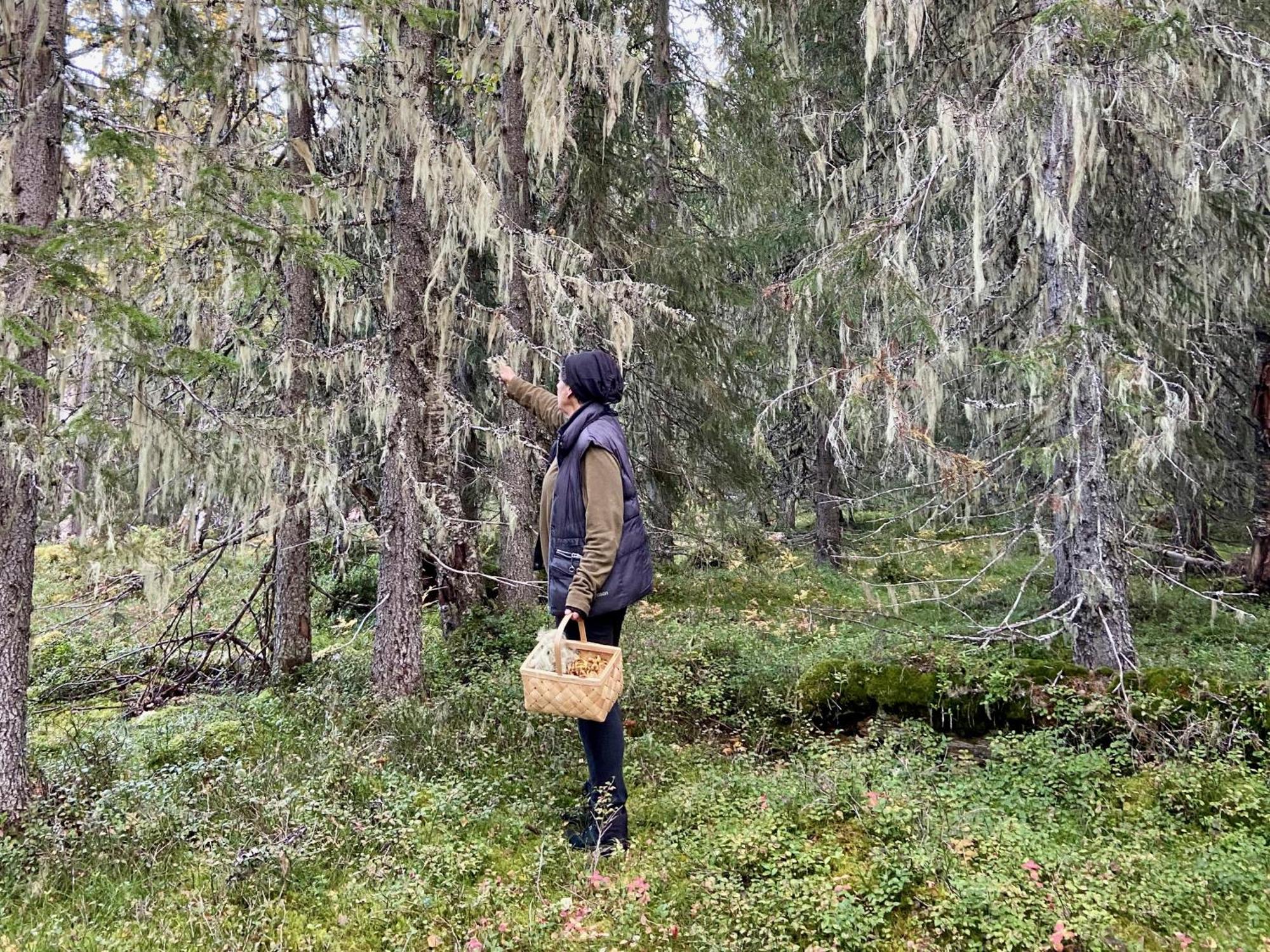 Vildmarksgard Lillviken Strömsund المظهر الخارجي الصورة