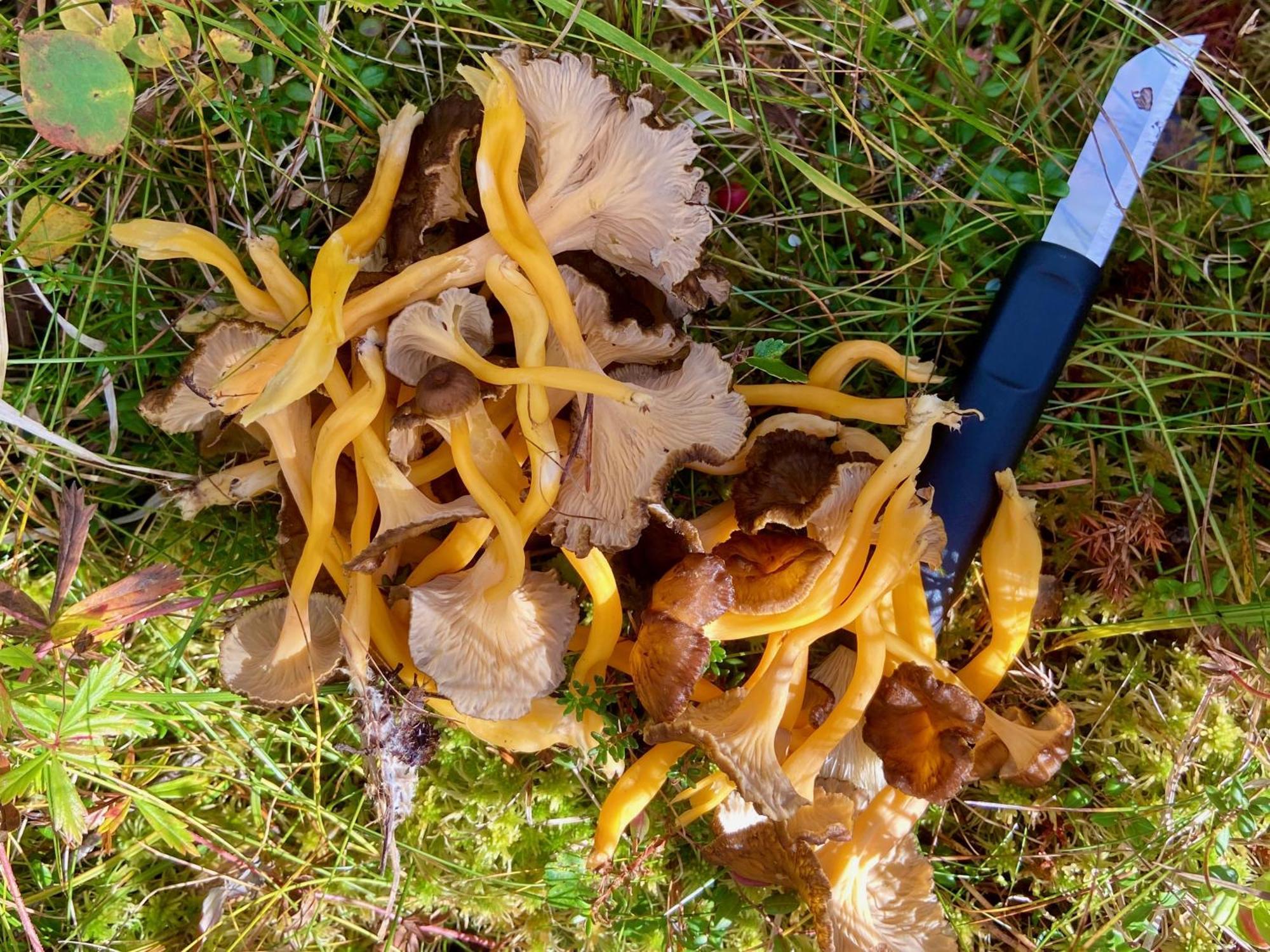 Vildmarksgard Lillviken Strömsund المظهر الخارجي الصورة